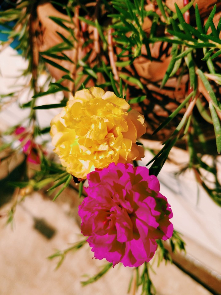 #colorlover