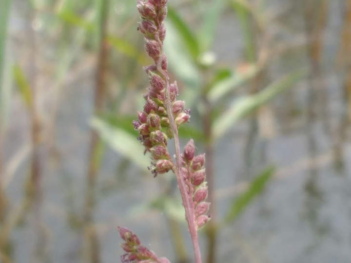 tulsi