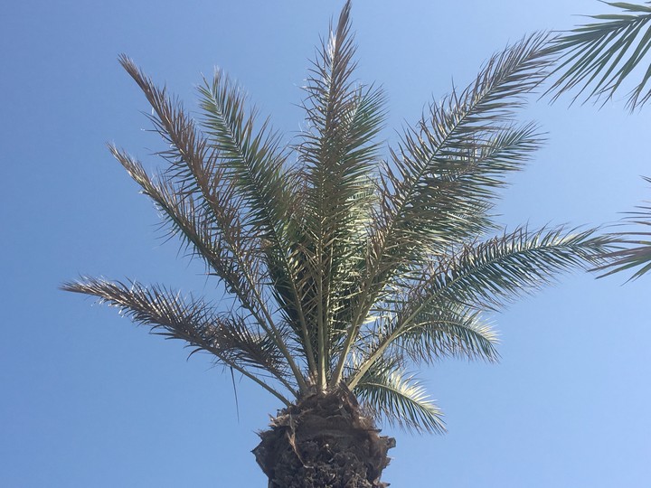 palm