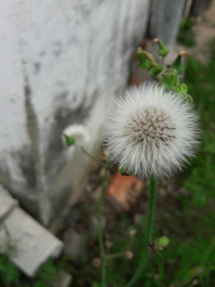 fluffy plant