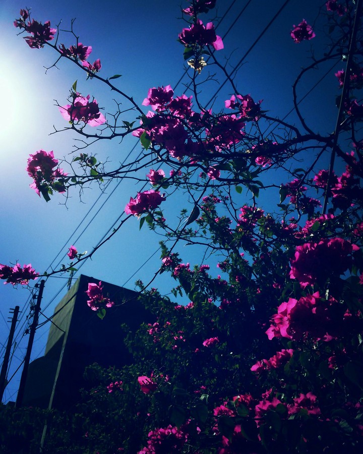 pink automne