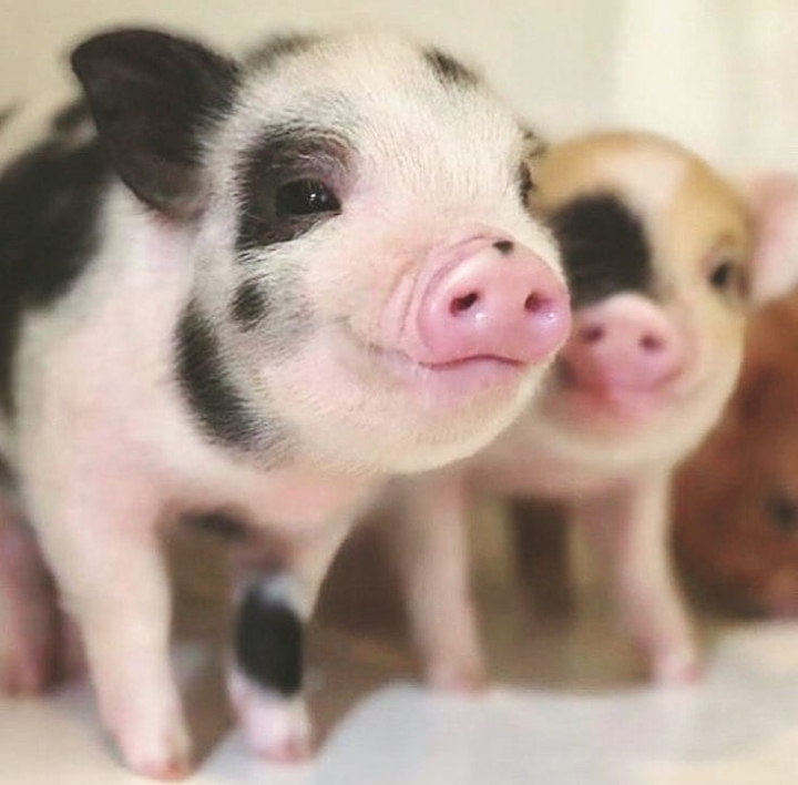 Piggy