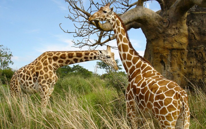 Giraffe pair in 4K