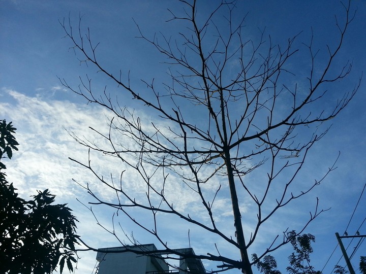 Morning's sky