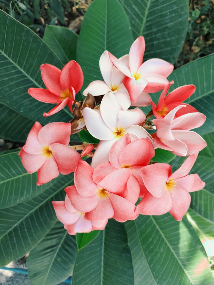 flowers