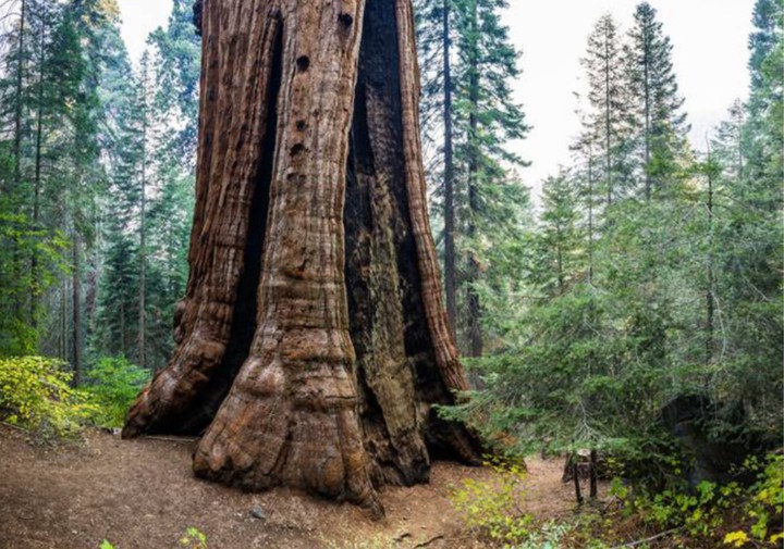 giant redwood － the Stagg tree