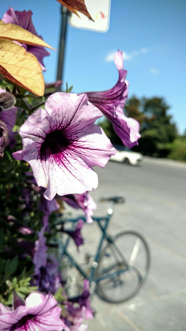 Canadian Flower