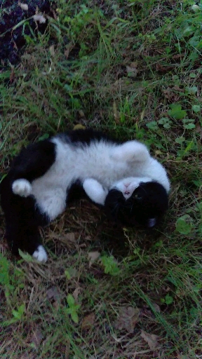 кот