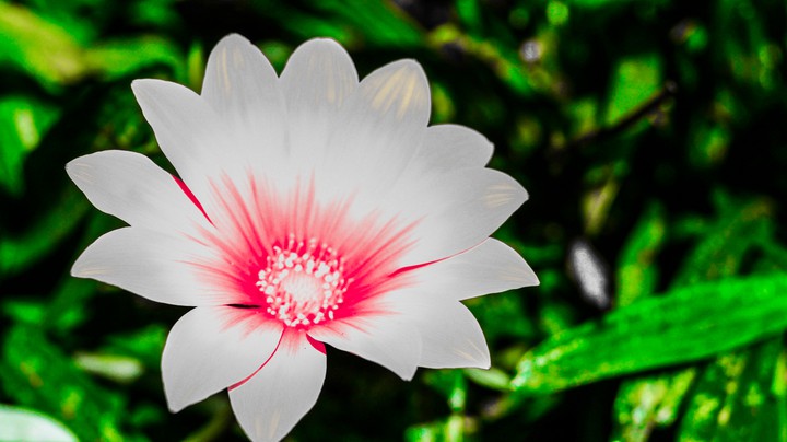 white flower