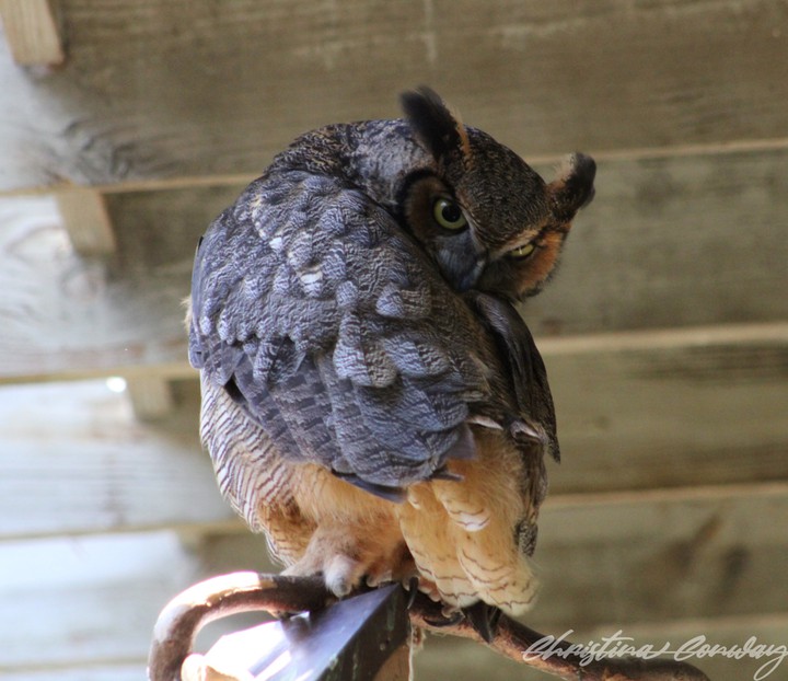 Great horned owl