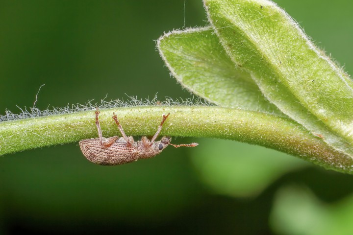 weevil, macro