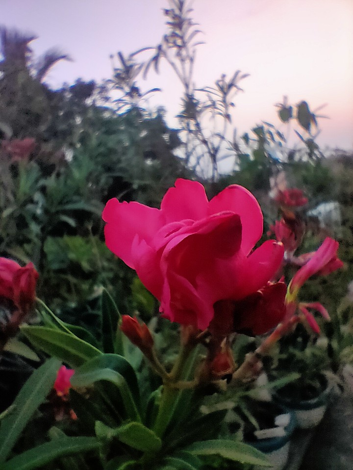 Flower