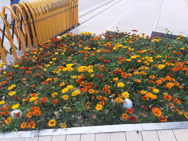 flowers