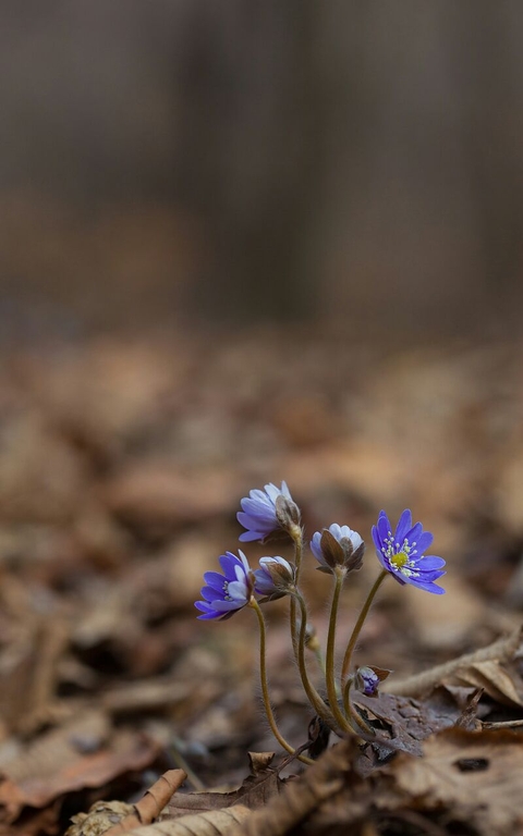 обои flower, Close-up