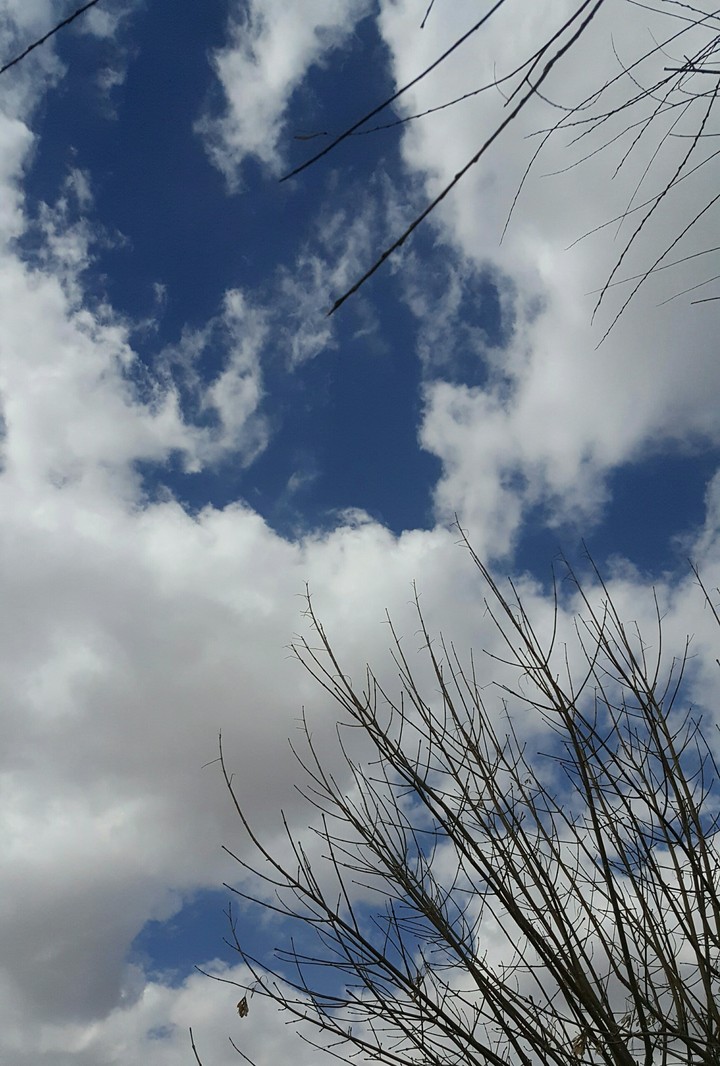 Tree  Cloud