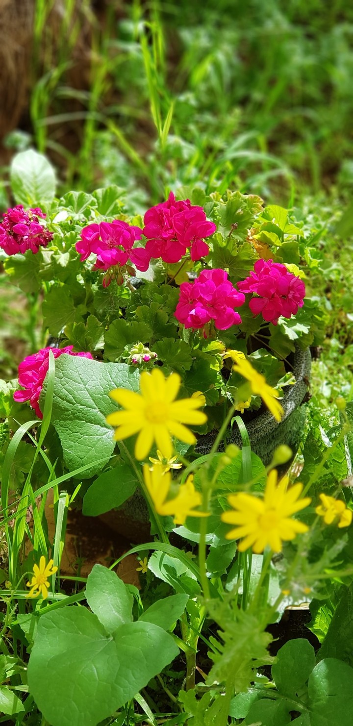 spring 4