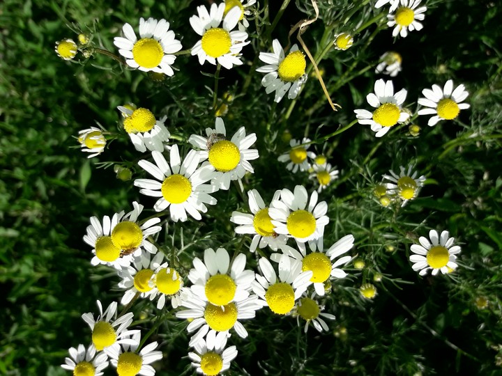 Chamomile