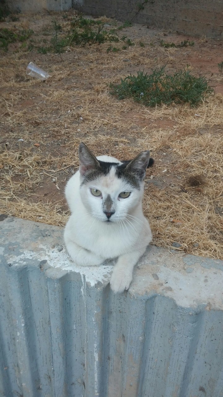 тиара2