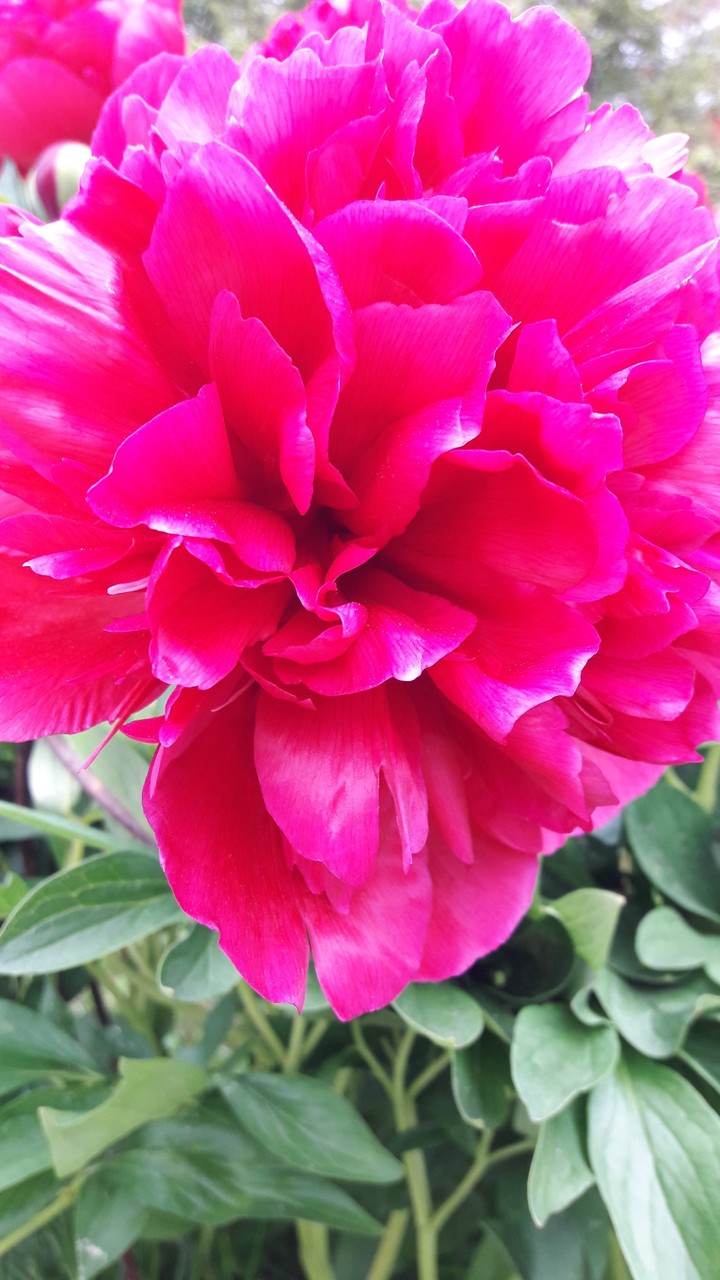 flower