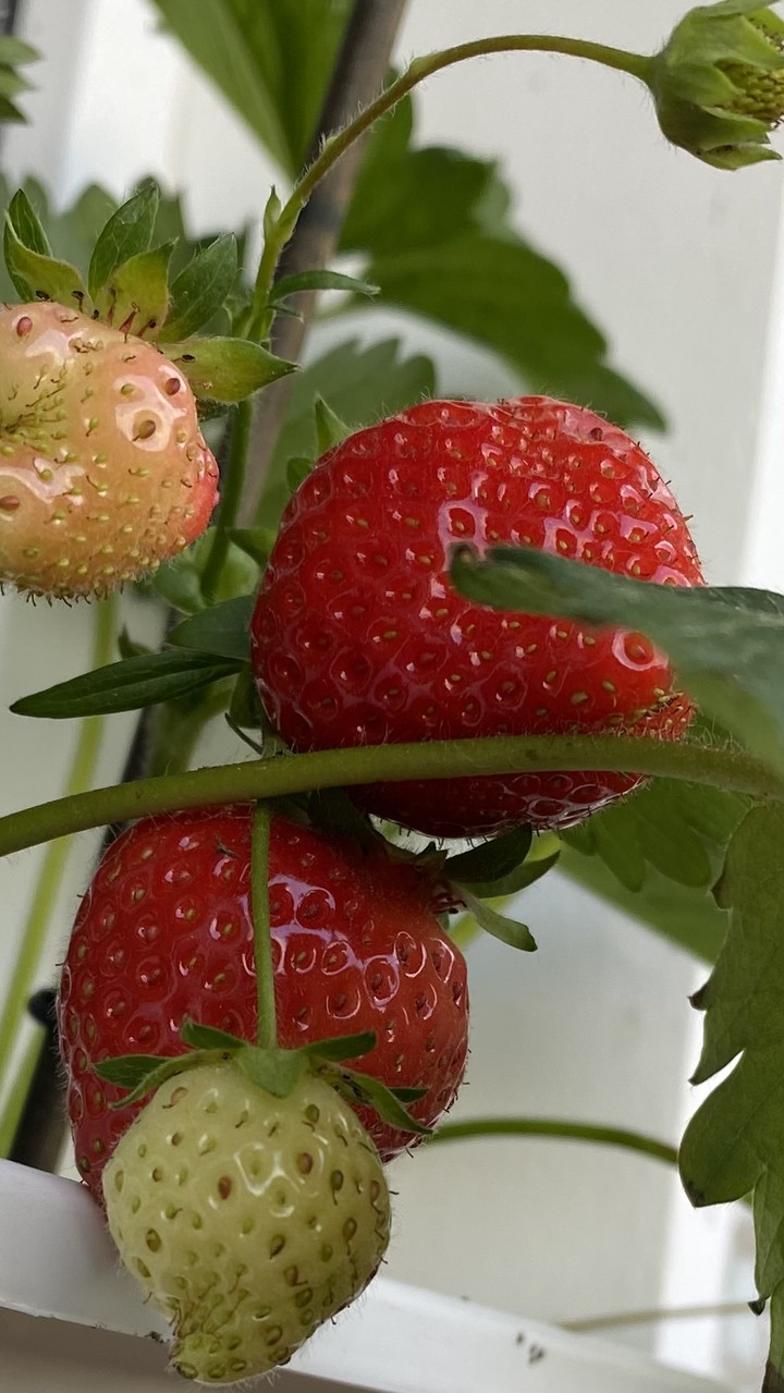 strawberry