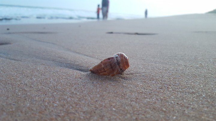 Conch on the beach