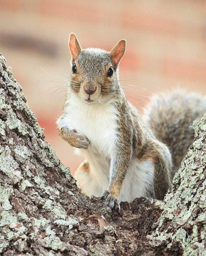 Model Squirrel
