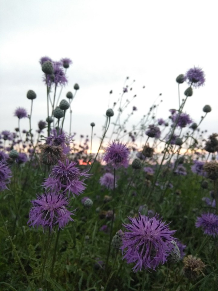 Summer flowers