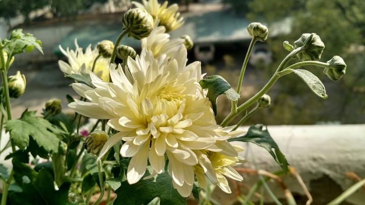 White Chrysanthemum
