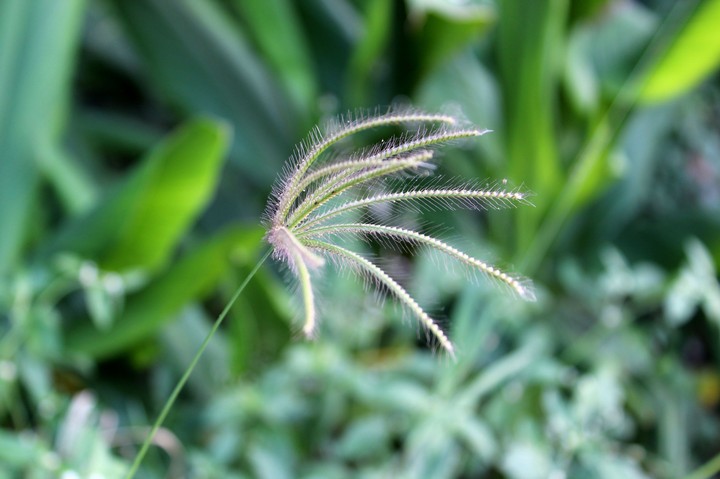 nature