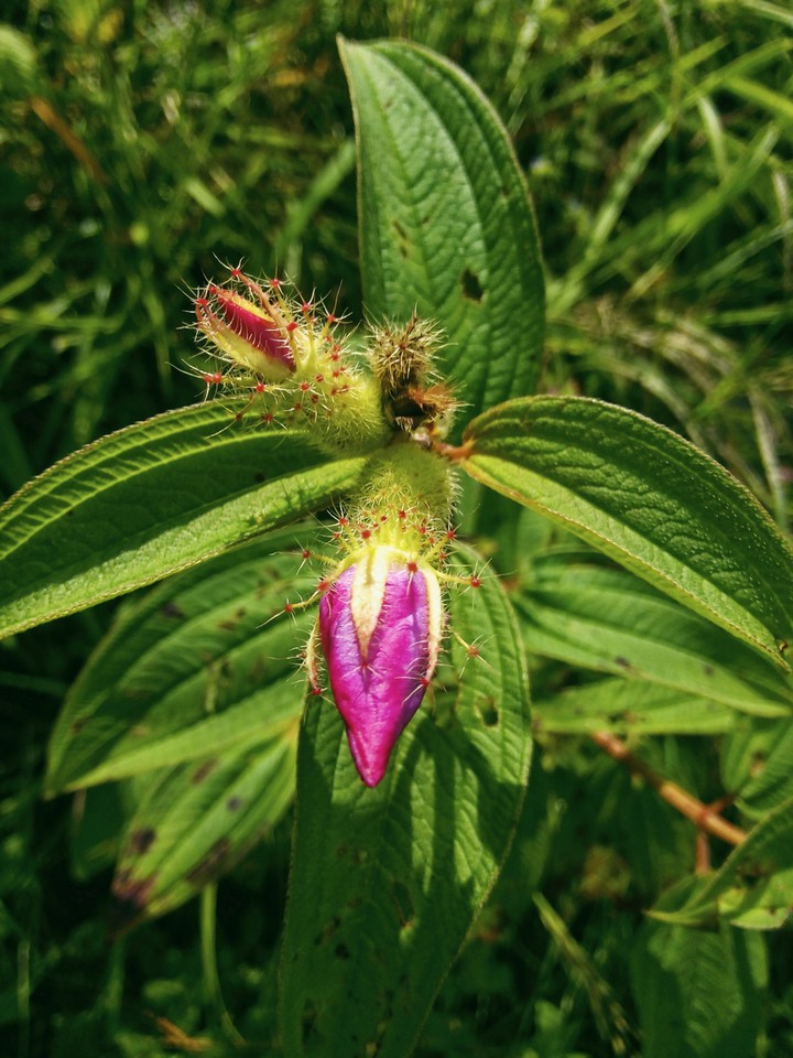 jungle flower