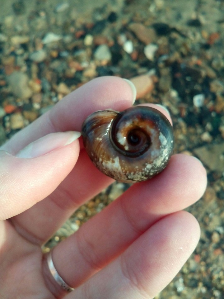 Shell