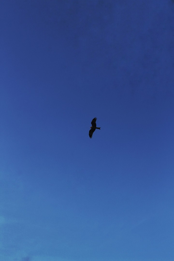 eagle