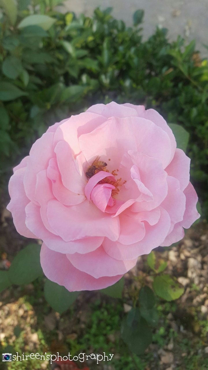 Rose