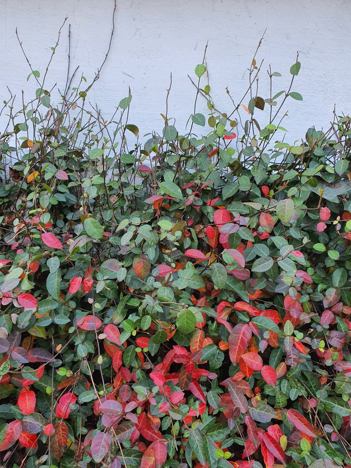 fall