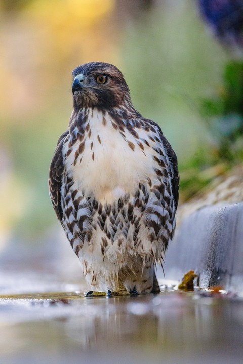 beak, accipitridae वॉलपेपर