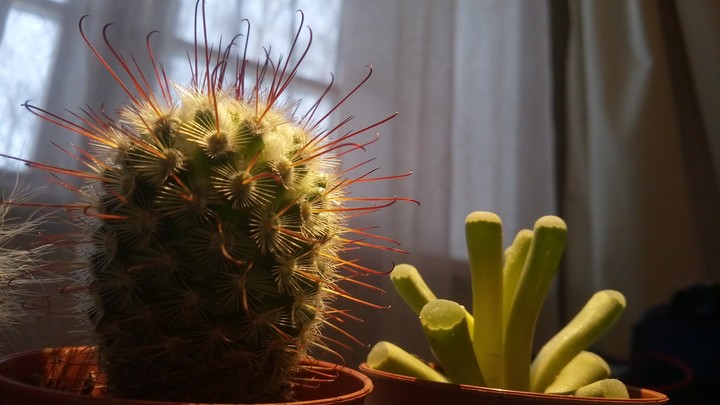 cactus