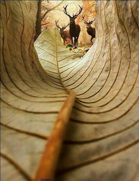 sleepless Nights....Animal.....Autumn leaf