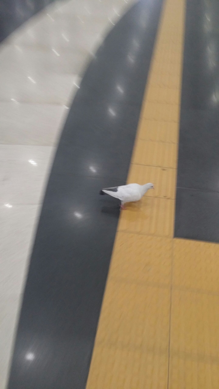 Educated pigeon