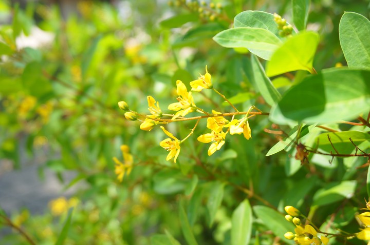 flower