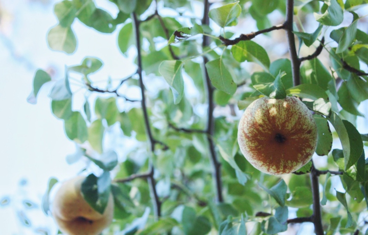 pear tree