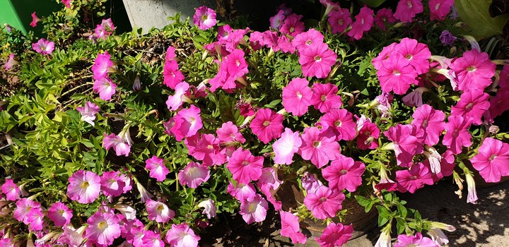 flowers