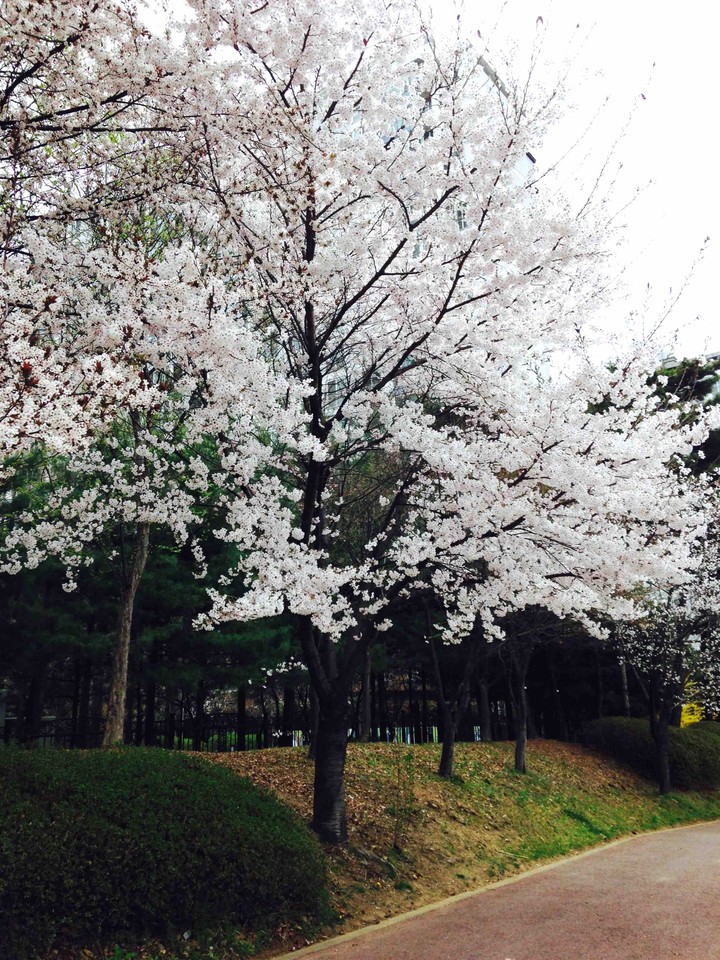 벚꽃