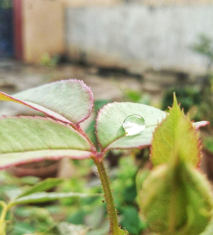 Nature lv @ home