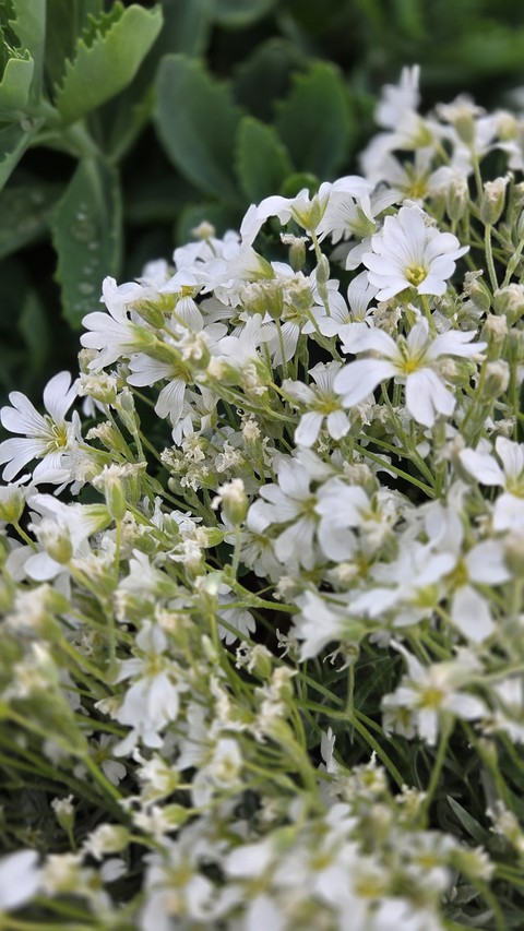 тапети jasmine, petal