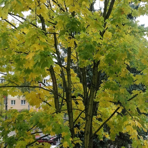 maple