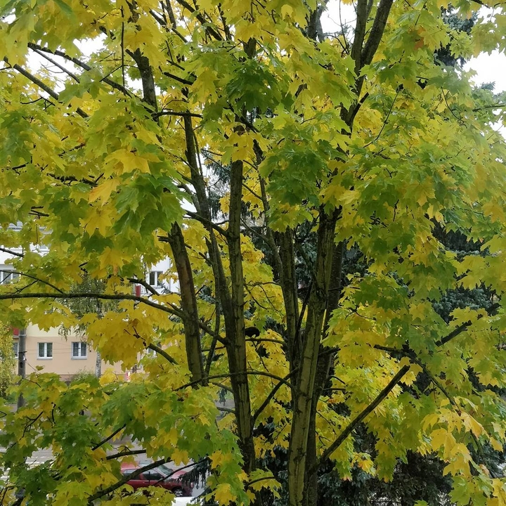 maple