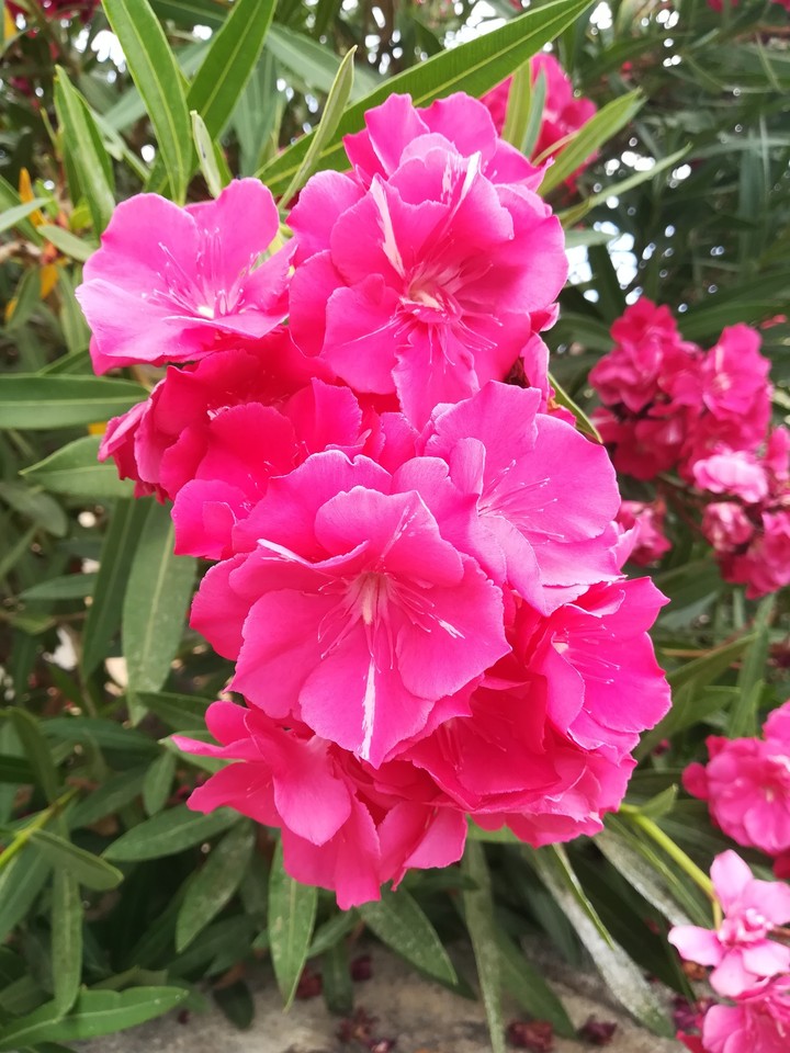 flower