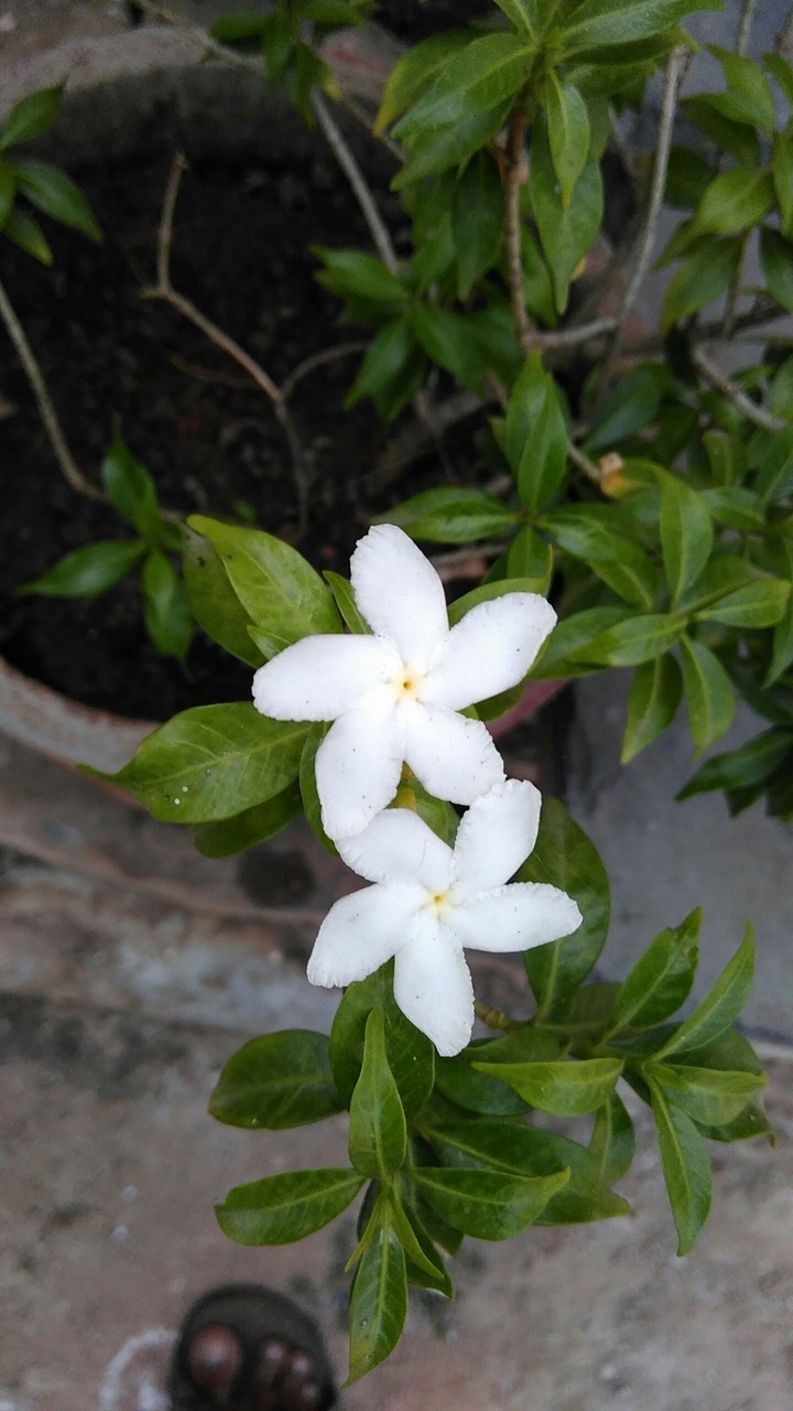 lovely jasmine