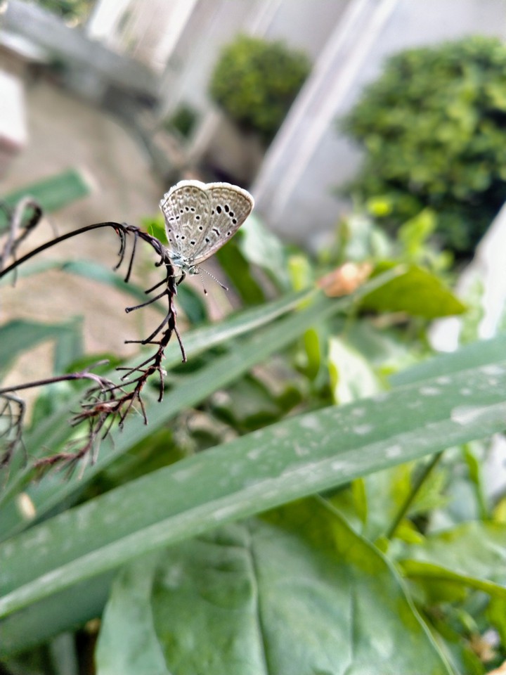 tiny butterfly...
