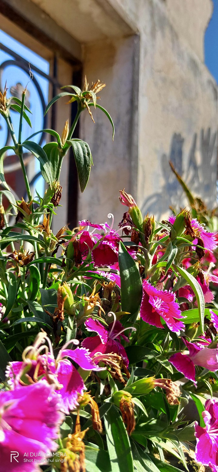 Flowers